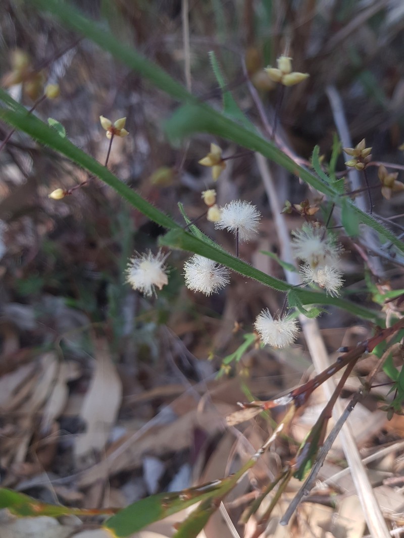 Acacia alata var. tetrantha photo 6