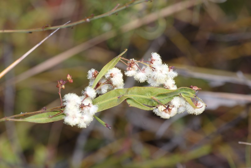 Acacia alata var. tetrantha photo 7