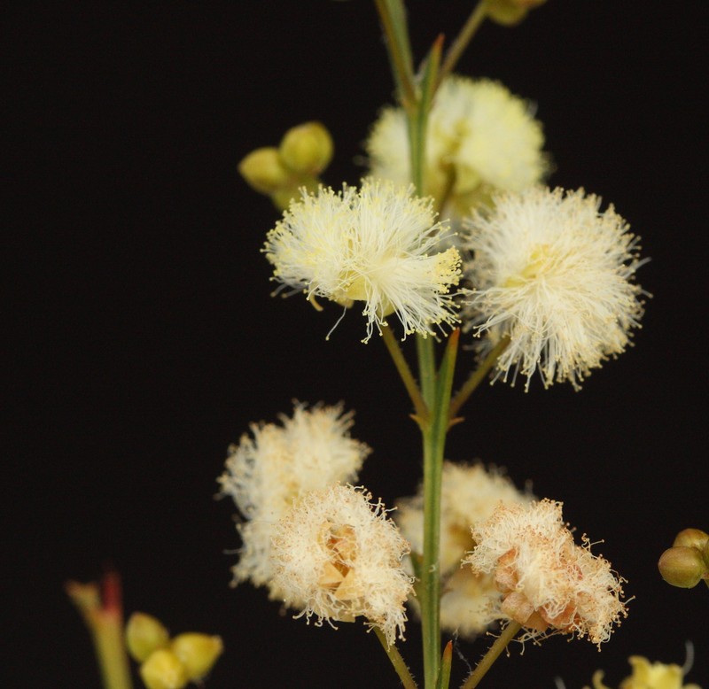 Acacia alata var. tetrantha photo 8