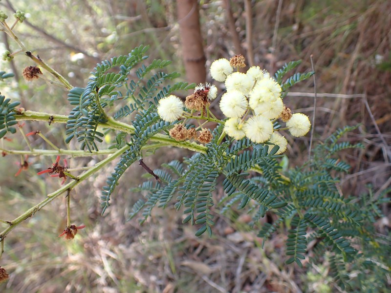 Acacia alaticaulis