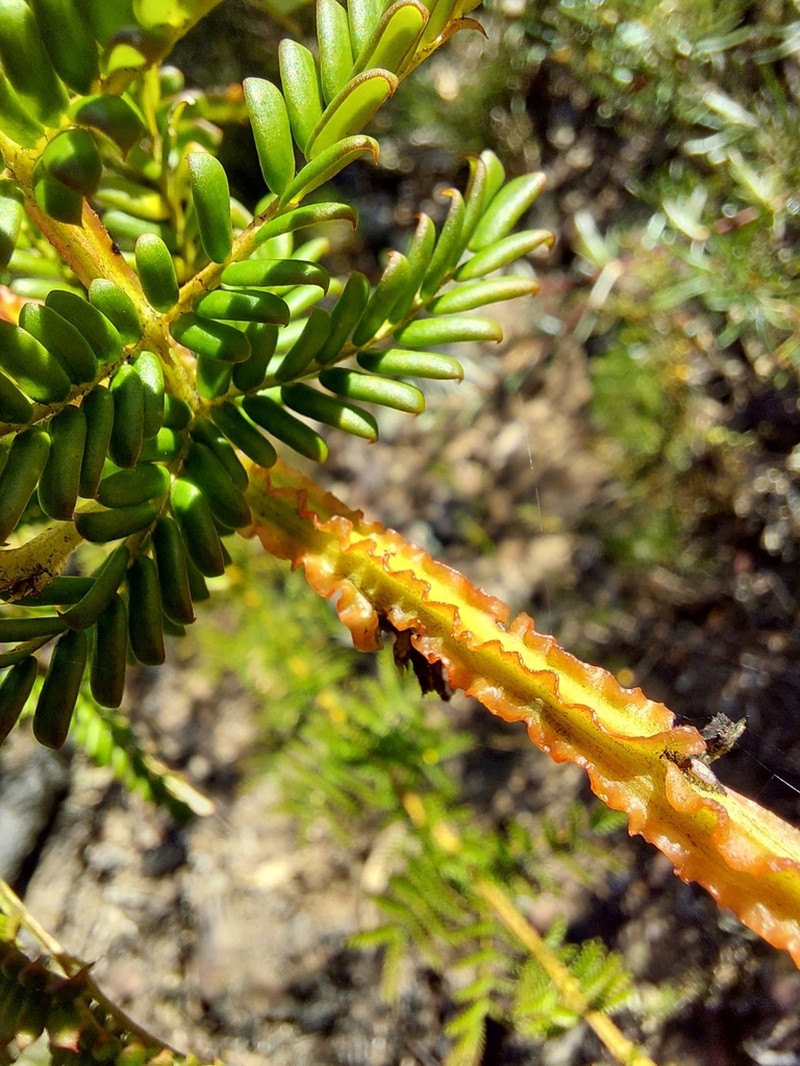 Acacia alaticaulis photo 3
