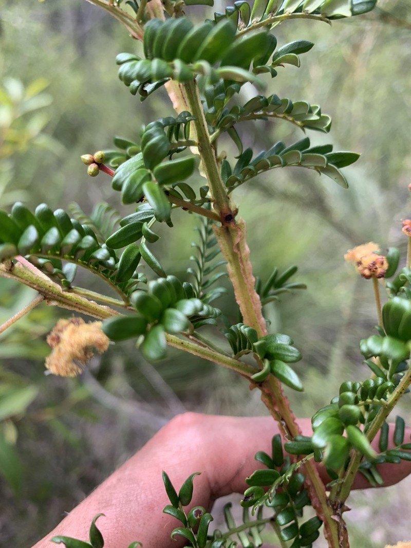Acacia alaticaulis photo 4