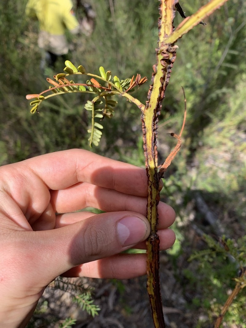 Acacia alaticaulis photo 5