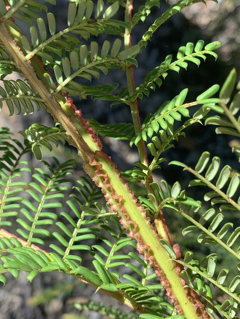 Acacia alaticaulis photo 6