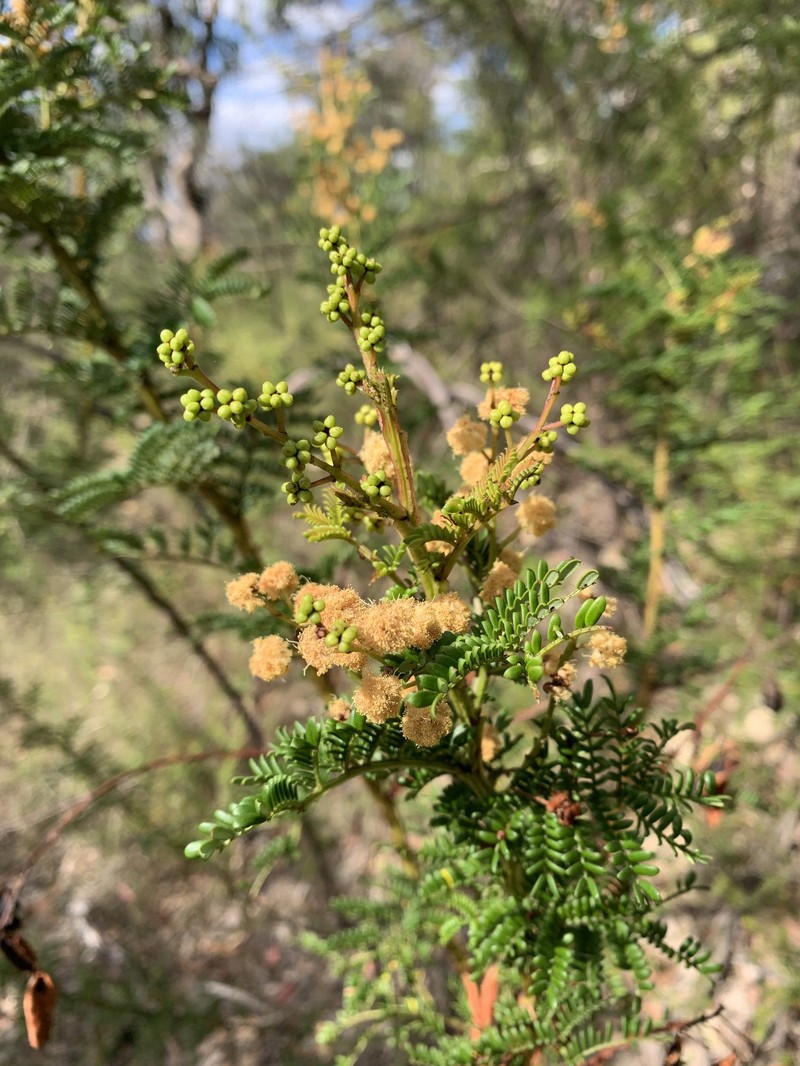 Acacia alaticaulis photo 7