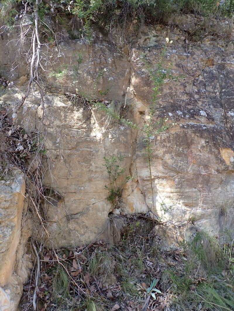 Acacia alaticaulis photo 8