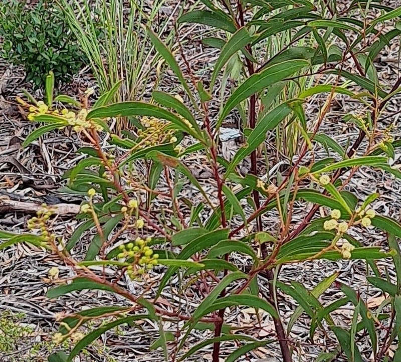 Acacia alcockii photo 2