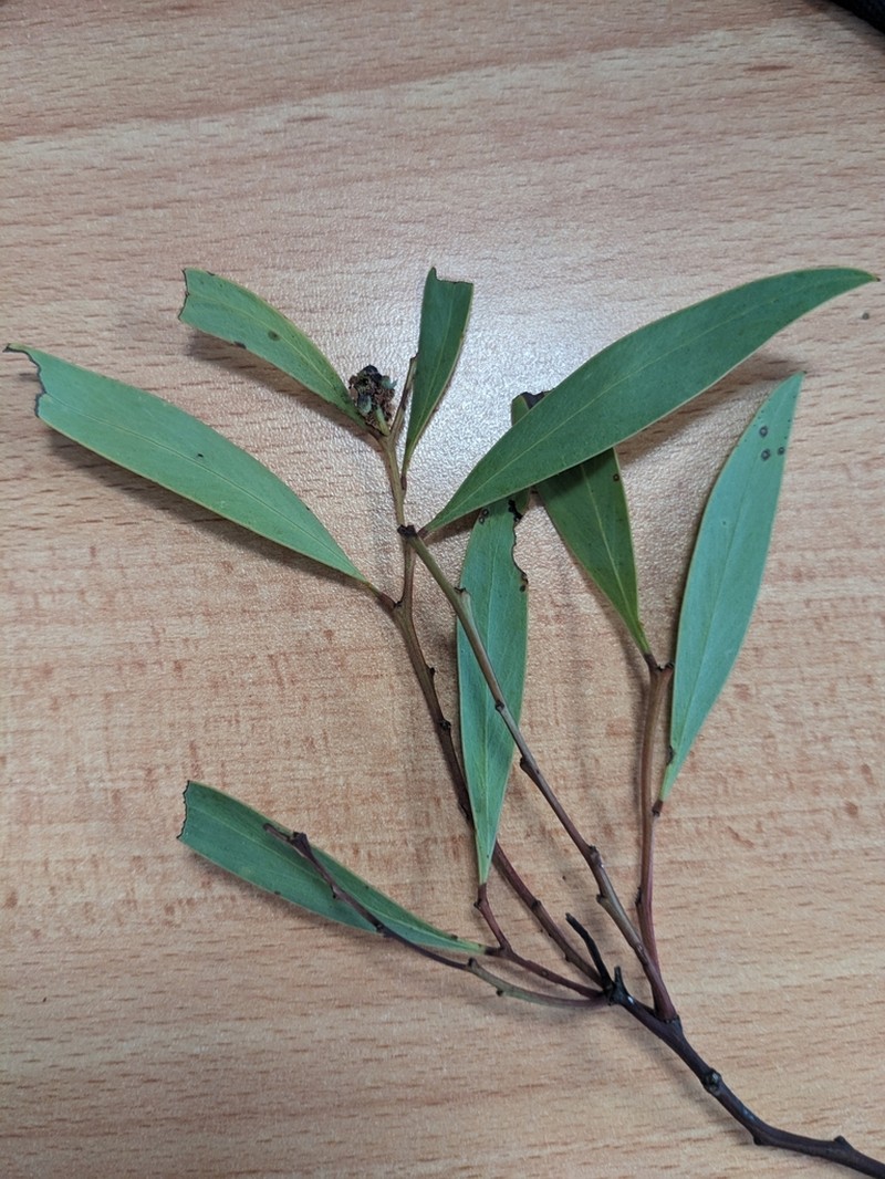 Acacia alcockii photo 3