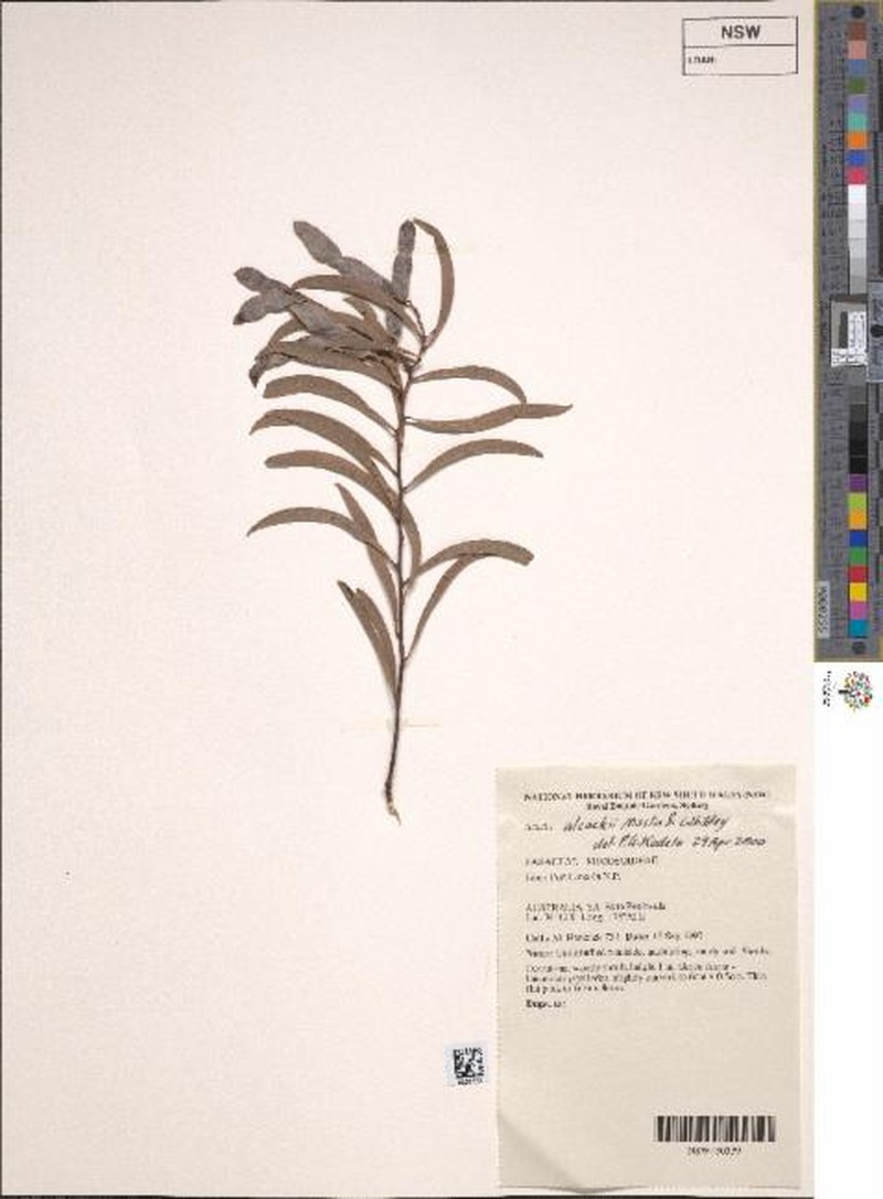 Acacia alcockii photo 4