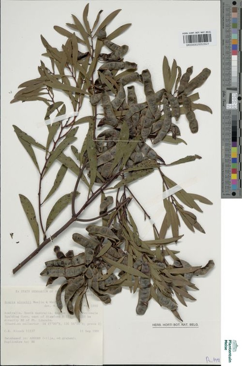 Acacia alcockii