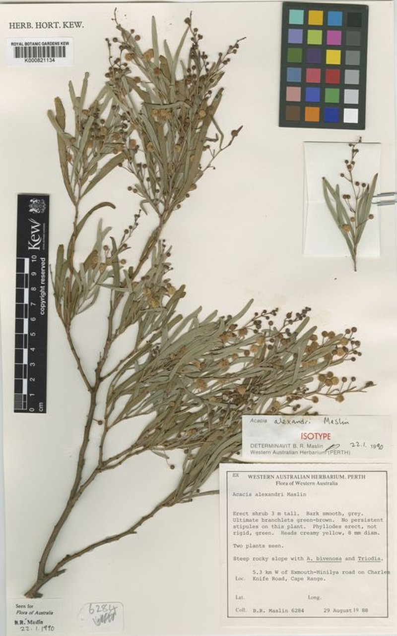 Acacia alexandri