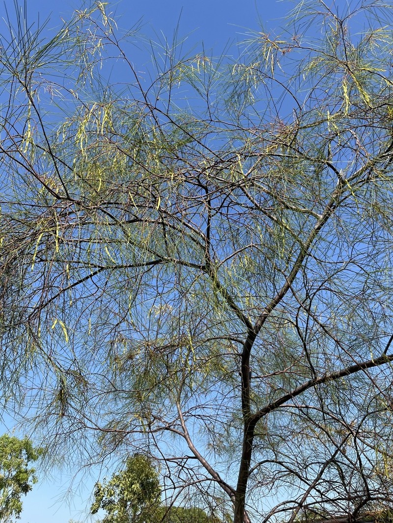 Acacia alleniana photo 3