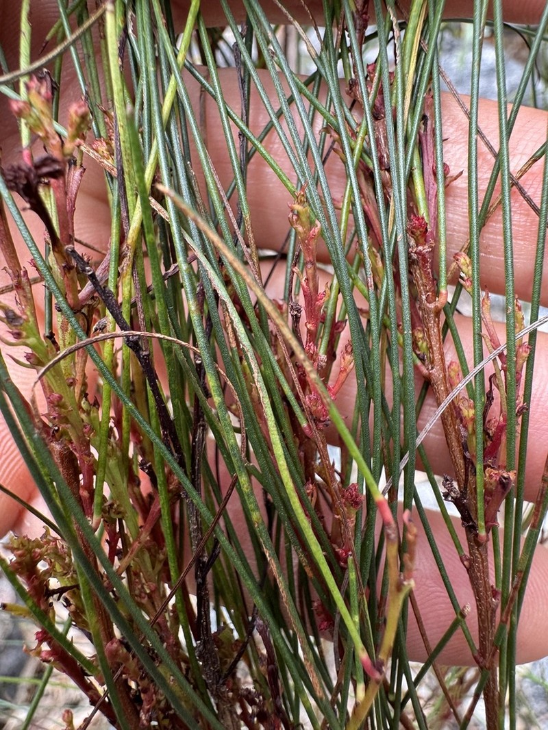 Acacia alleniana photo 4