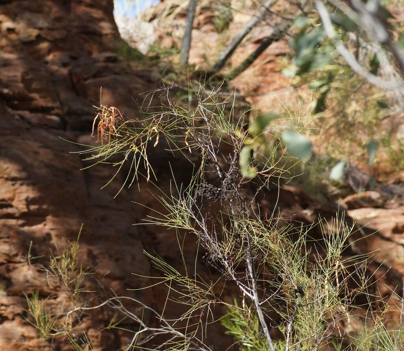Acacia alleniana photo 5
