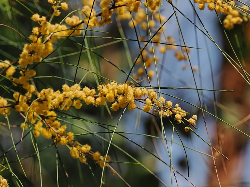 Acacia alleniana photo 6