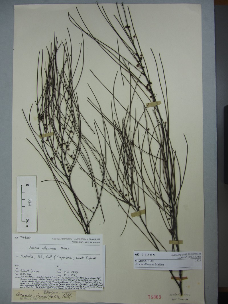 Acacia alleniana