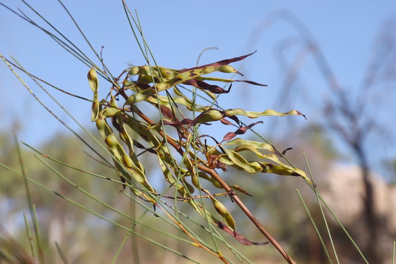 Acacia alleniana photo 2