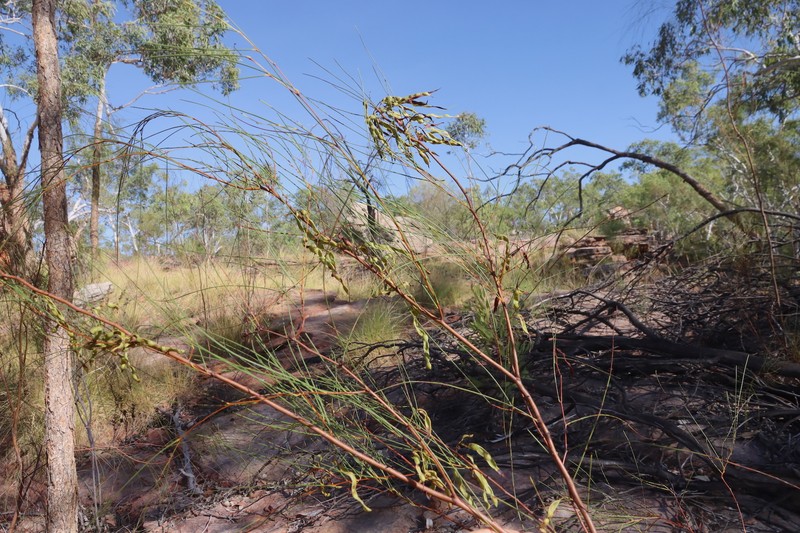 Acacia alleniana photo 3