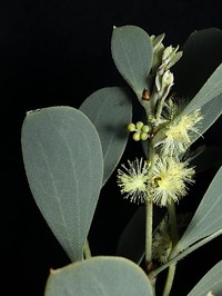 Acacia alpina
