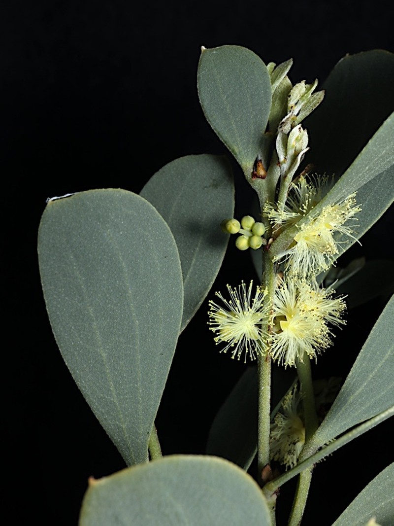 Acacia alpina