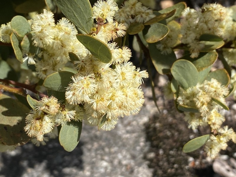 Acacia alpina photo 2