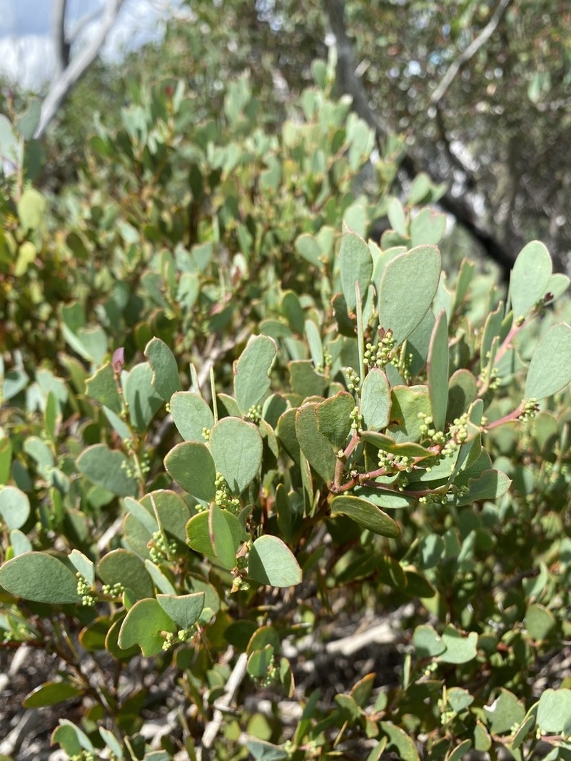 Acacia alpina photo 3