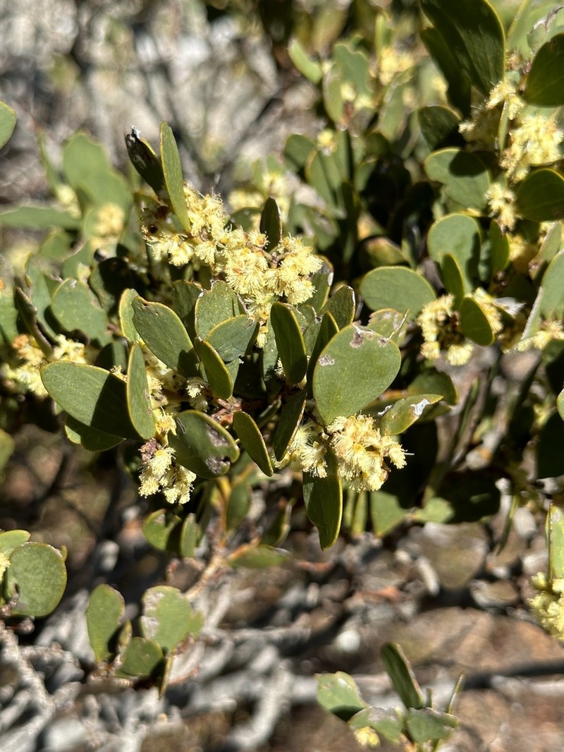 Acacia alpina photo 5
