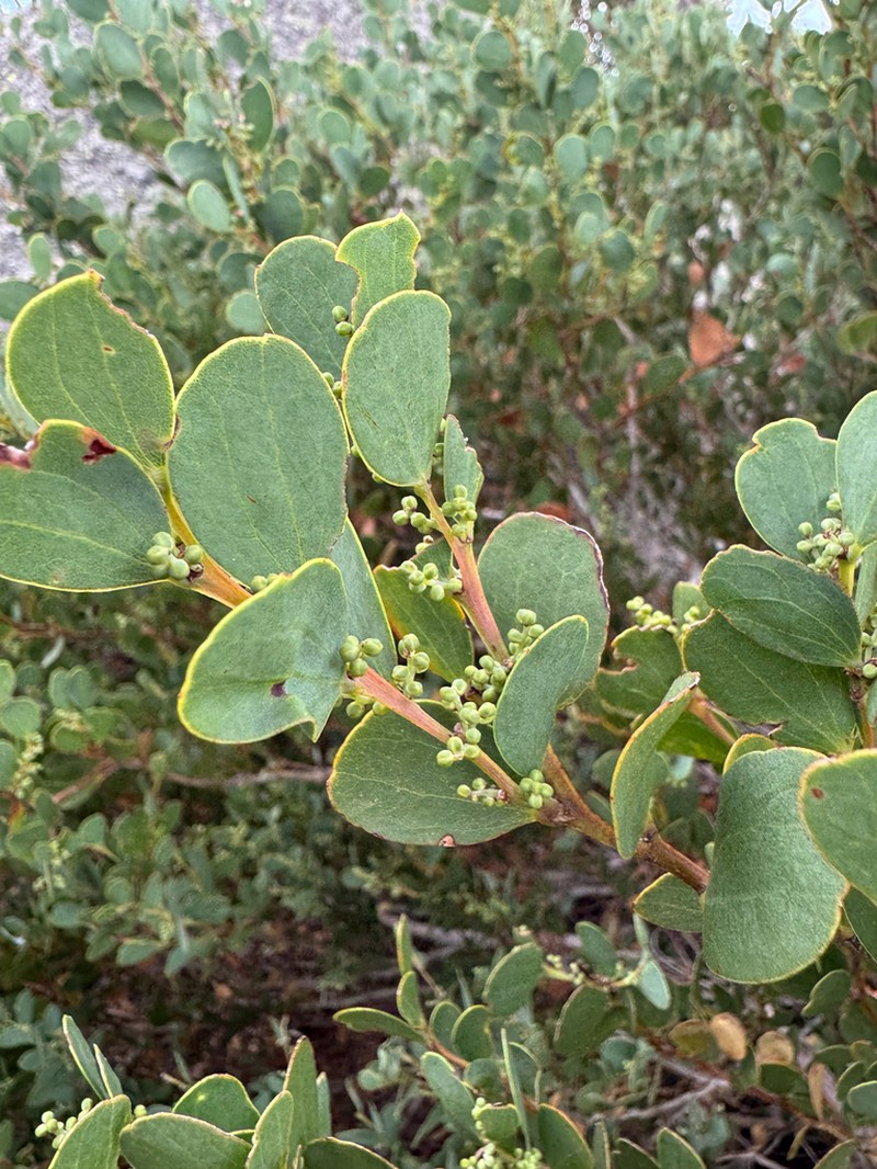Acacia alpina photo 6