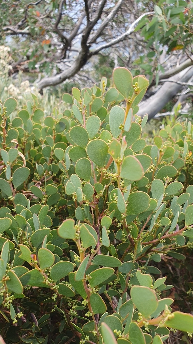 Acacia alpina photo 7