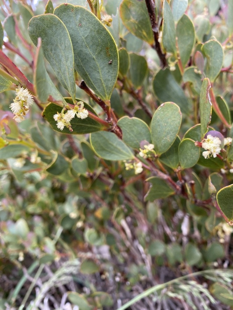 Acacia alpina photo 8