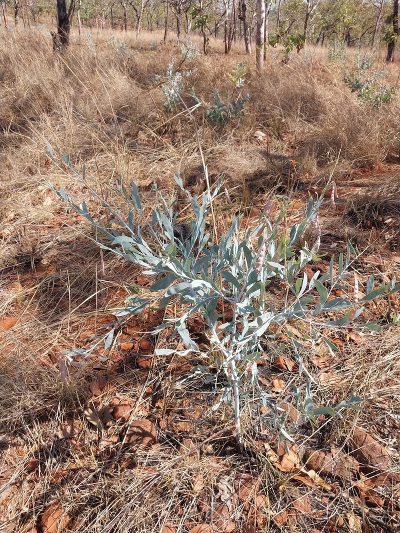 Acacia amanda photo 5