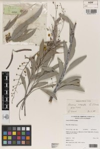 Acacia amanda