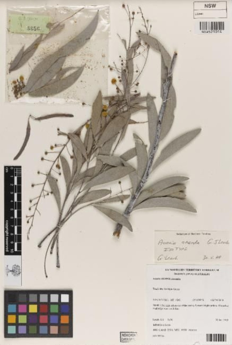 Acacia amanda