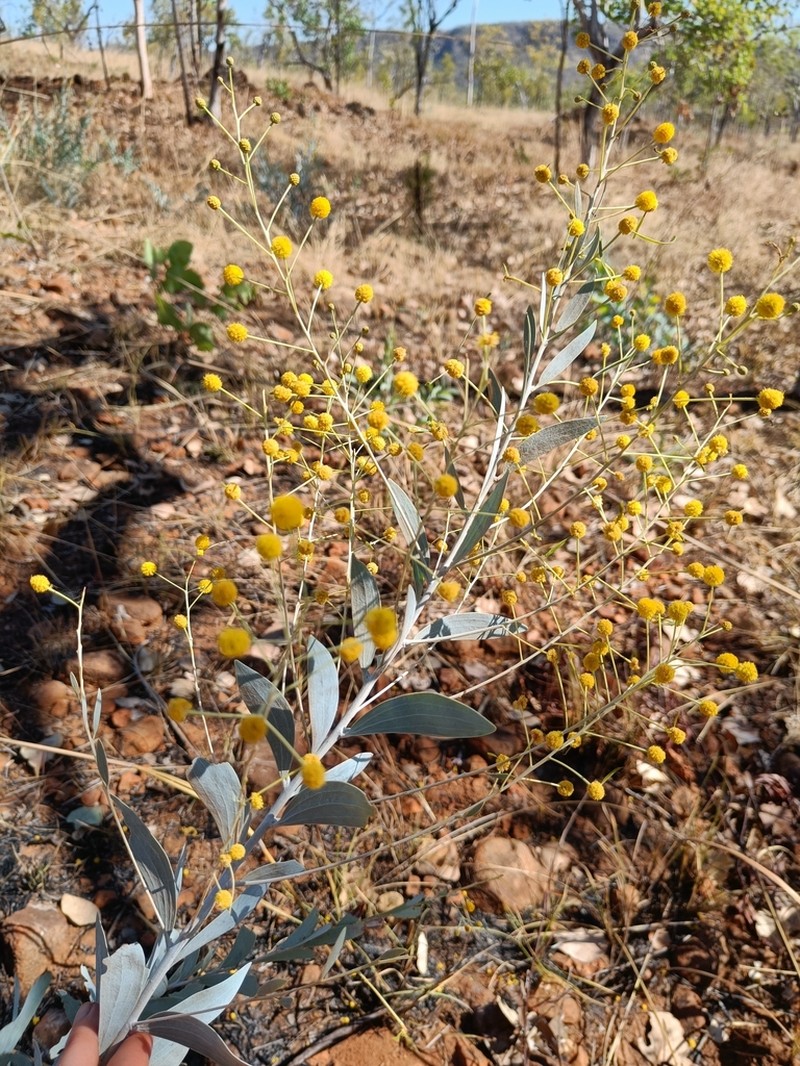Acacia amanda photo 2