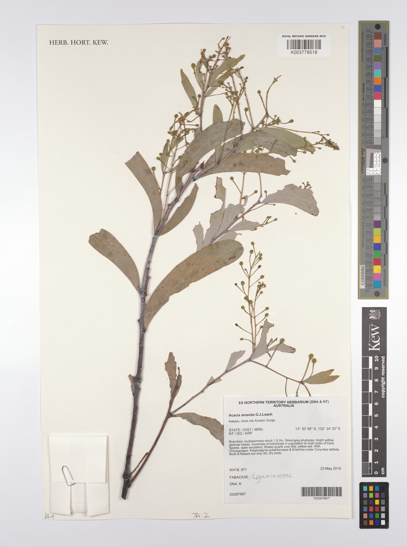 Acacia amanda photo 3