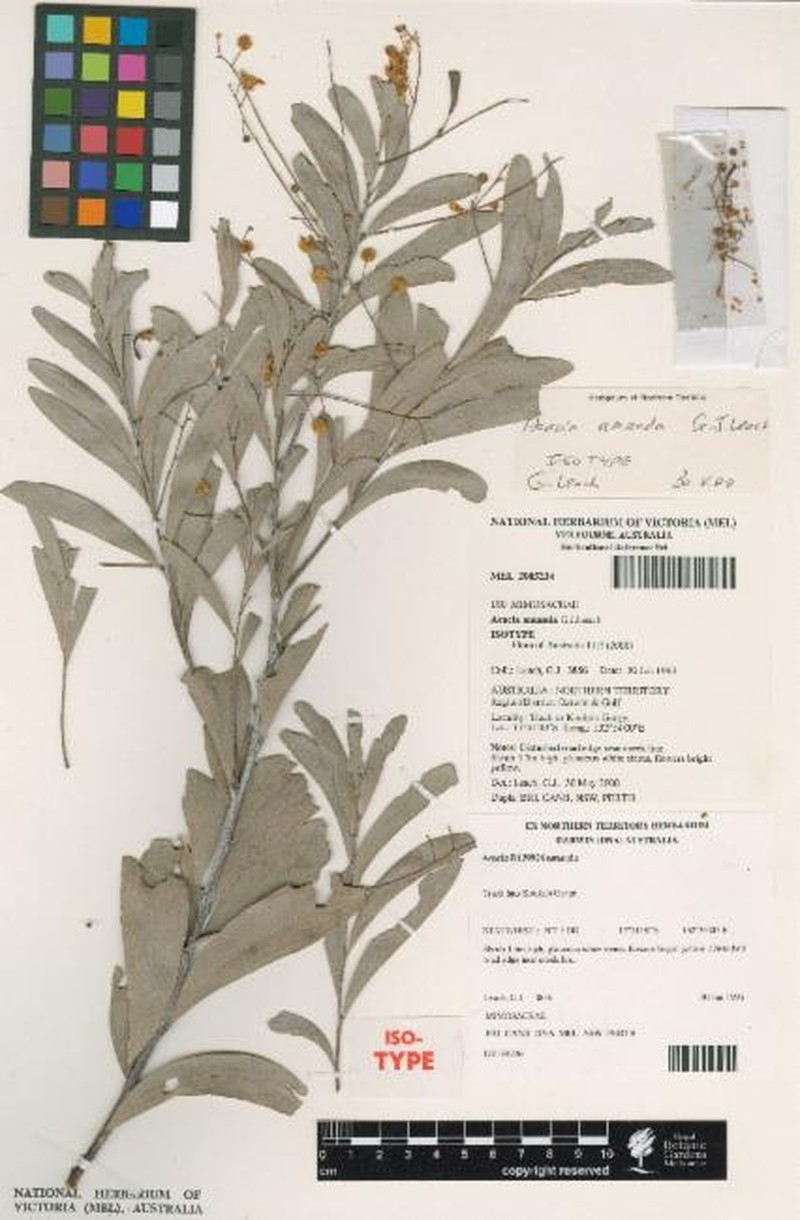 Acacia amanda photo 4