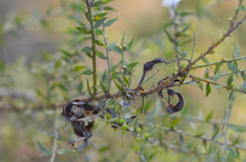 Acacia amblygona