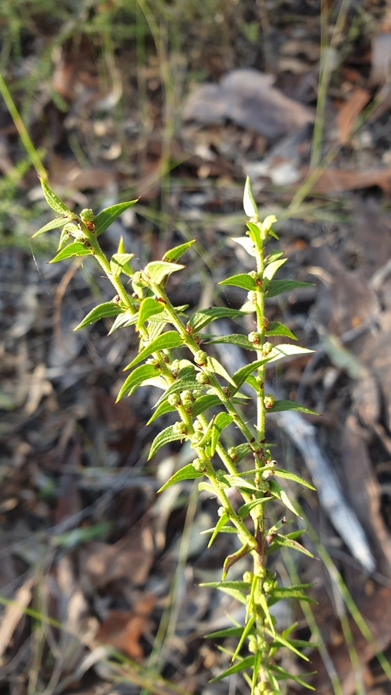 Acacia amblygona photo 2