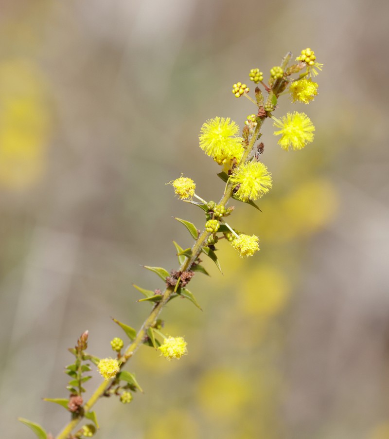 Acacia amblygona photo 3