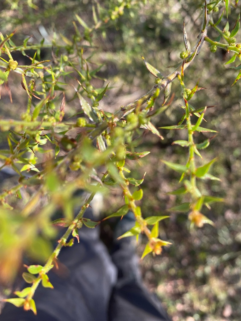 Acacia amblygona photo 4