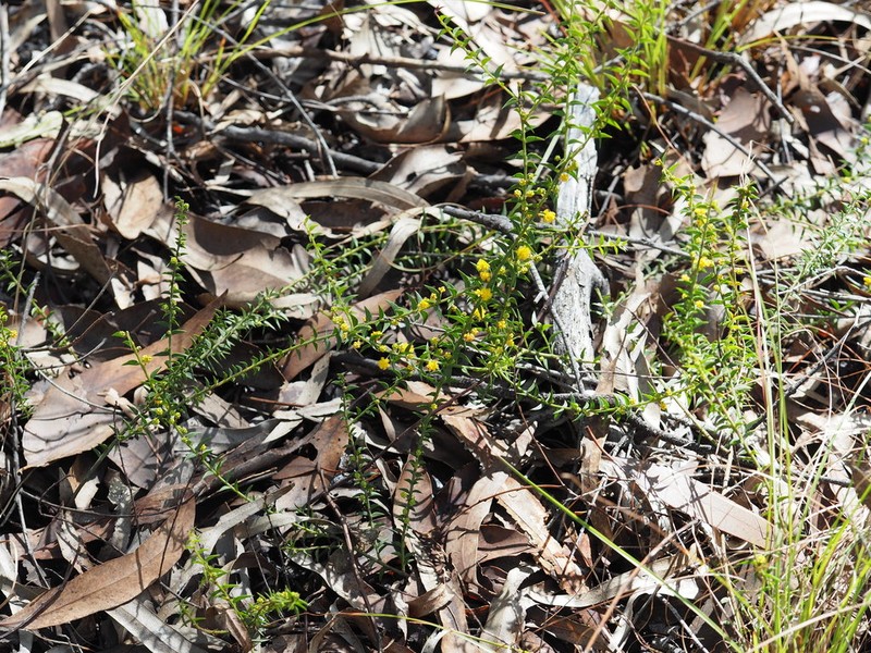 Acacia amblygona photo 5