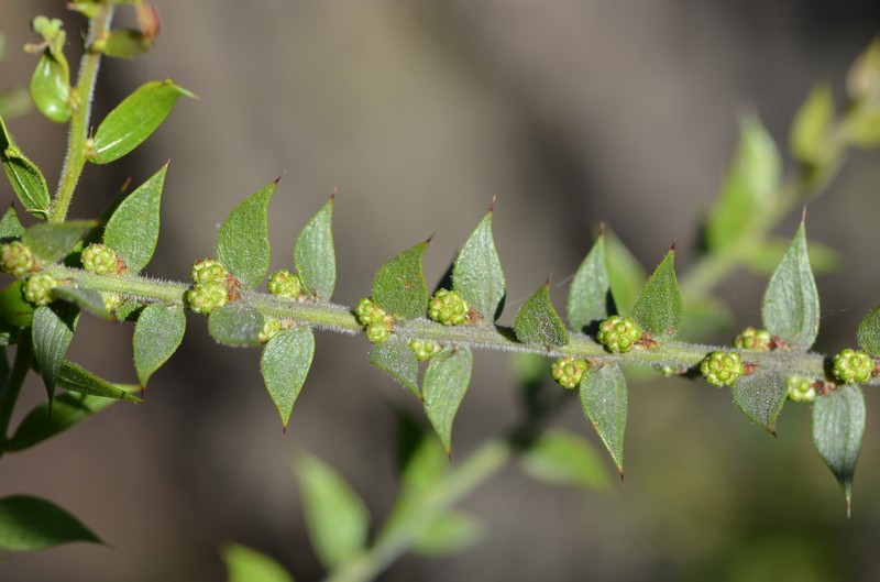 Acacia amblygona photo 6
