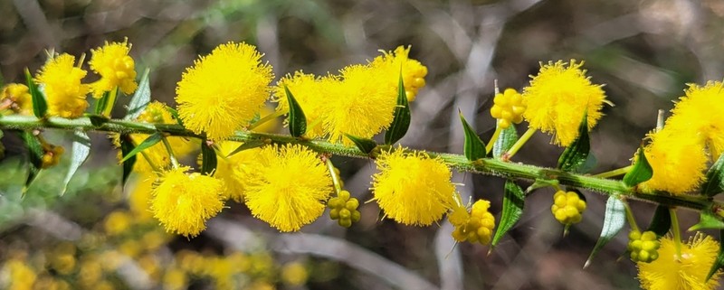 Acacia amblygona photo 7