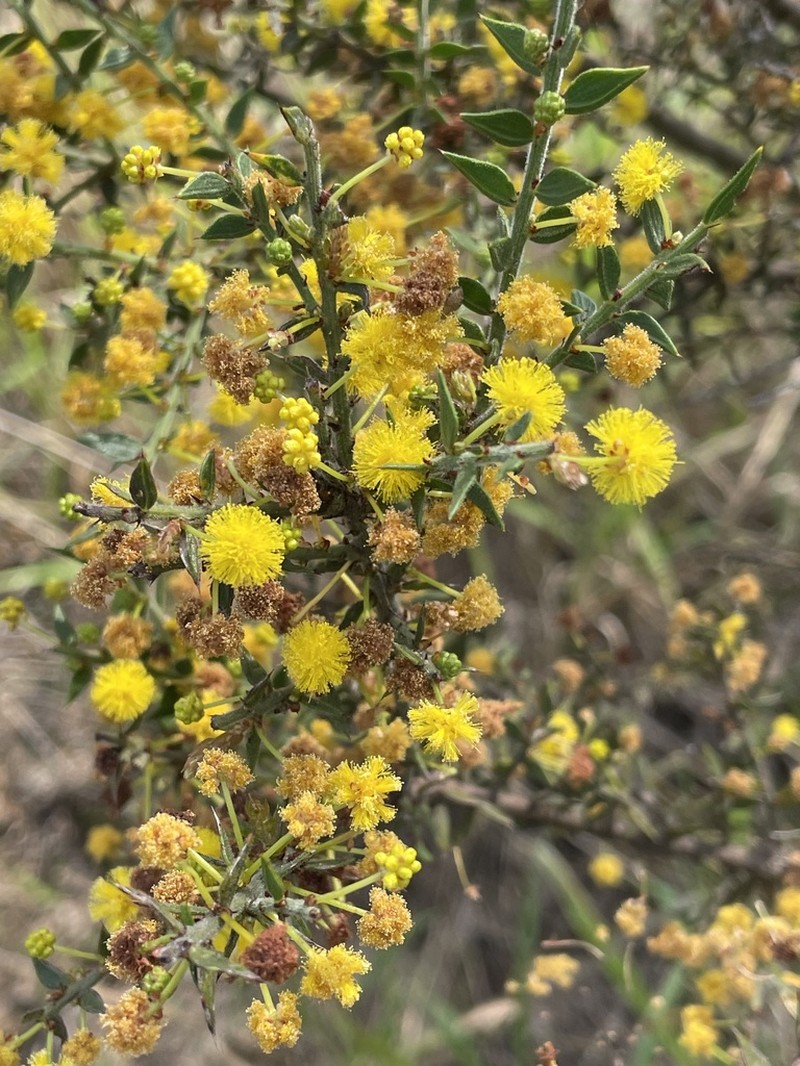 Acacia amblygona photo 8