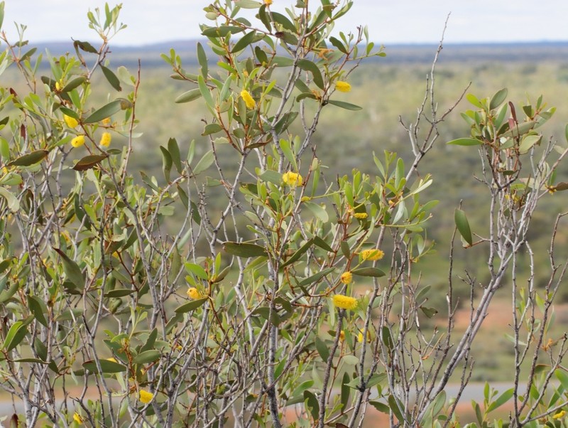 Acacia amblyophylla photo 4