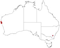 Acacia amblyophylla