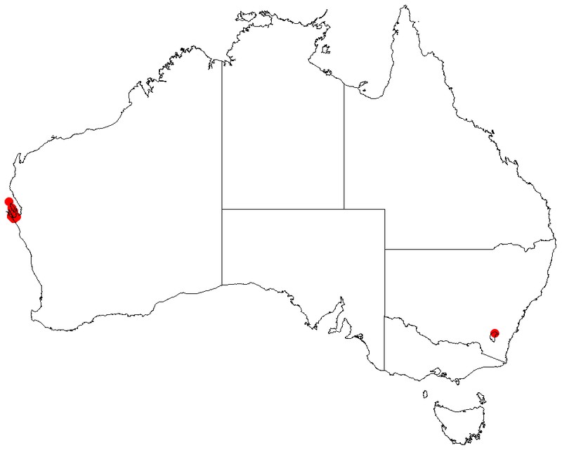 Acacia amblyophylla