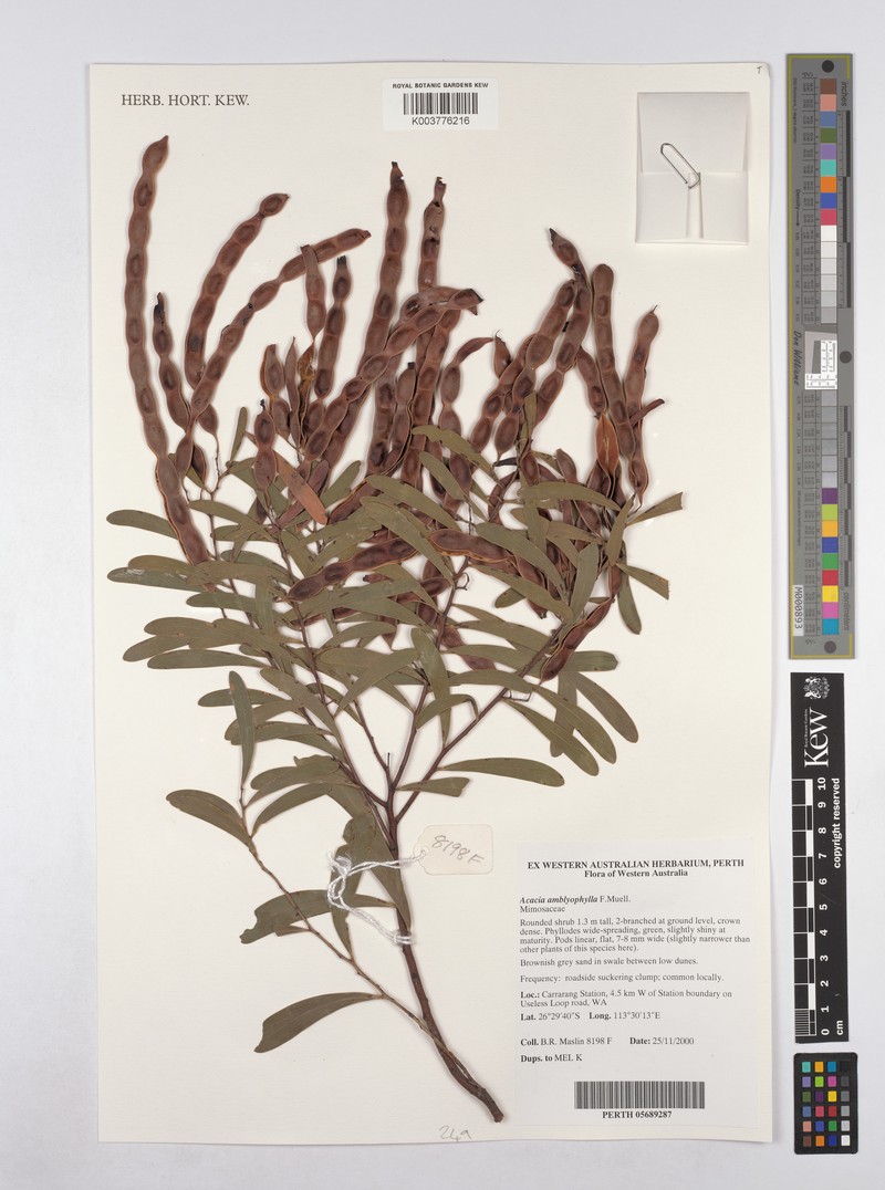 Acacia amblyophylla photo 2