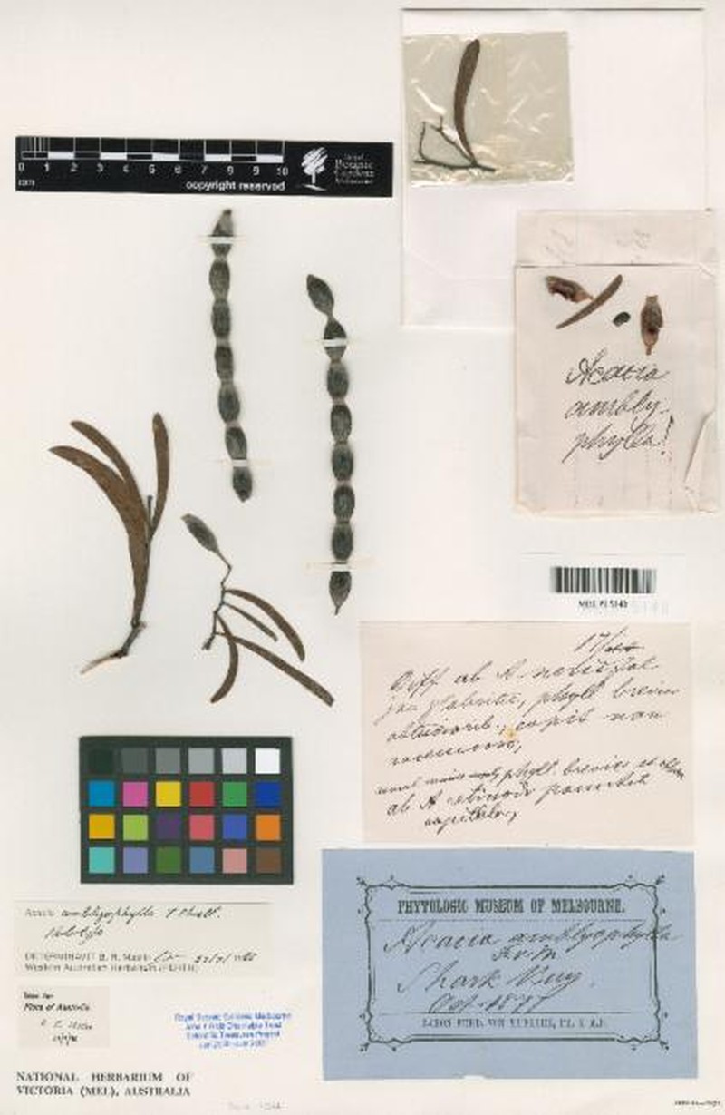 Acacia amblyophylla photo 3