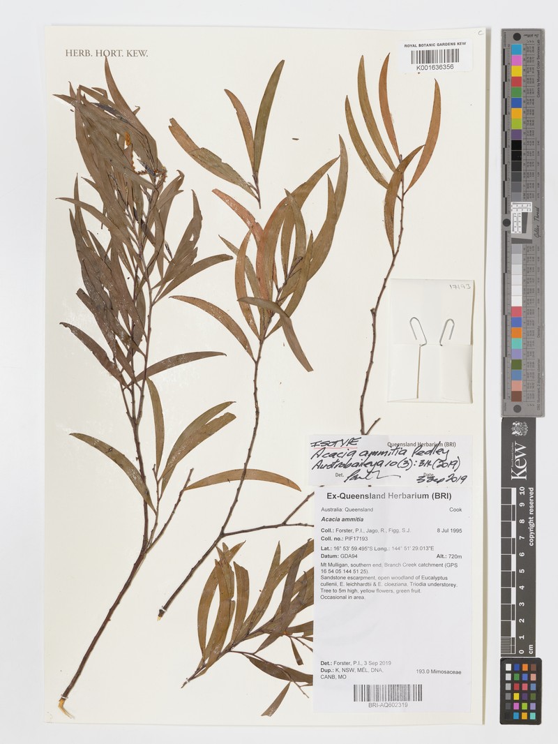 Acacia ammitia